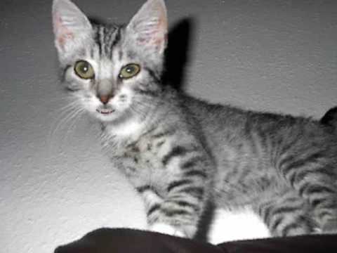 sprechende Katze