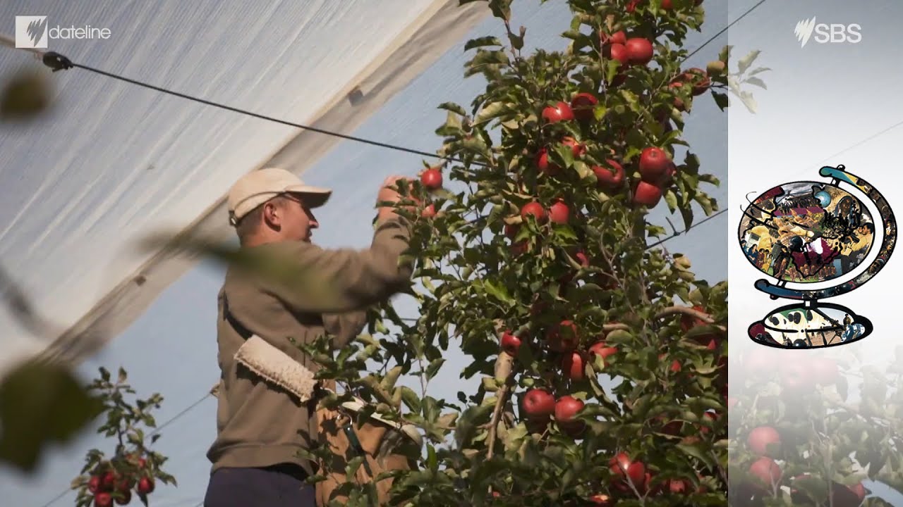 How the Coronavirus has hit farmers and food around the world (2020)