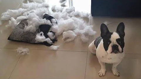 É normal cachorro comer pano?
