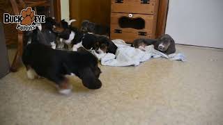 Handsome Basset Hound Puppies