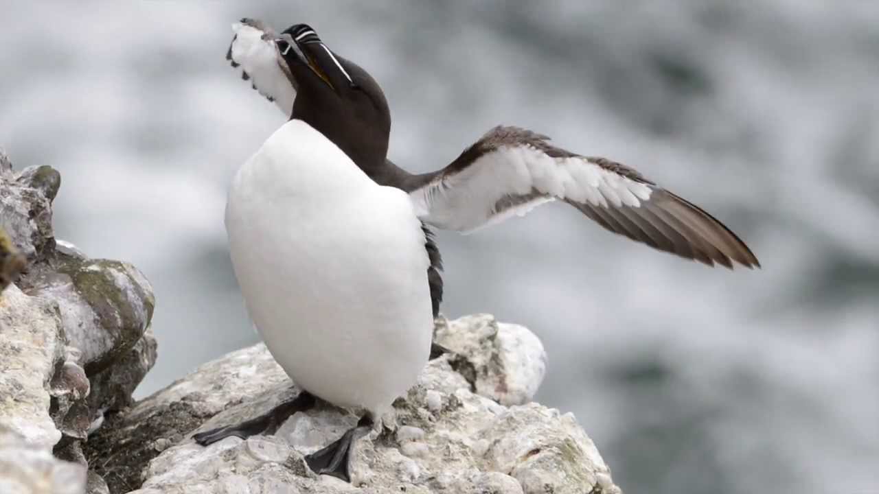 climate change projections Scotland's magical seabirds