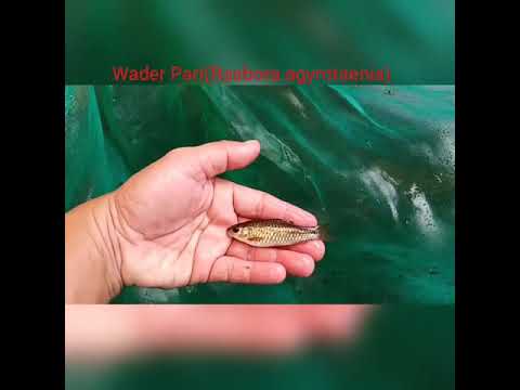 Budidaya Wader 