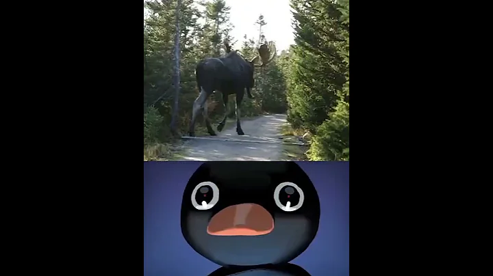 "MOOSE" size😨really?? #shorts