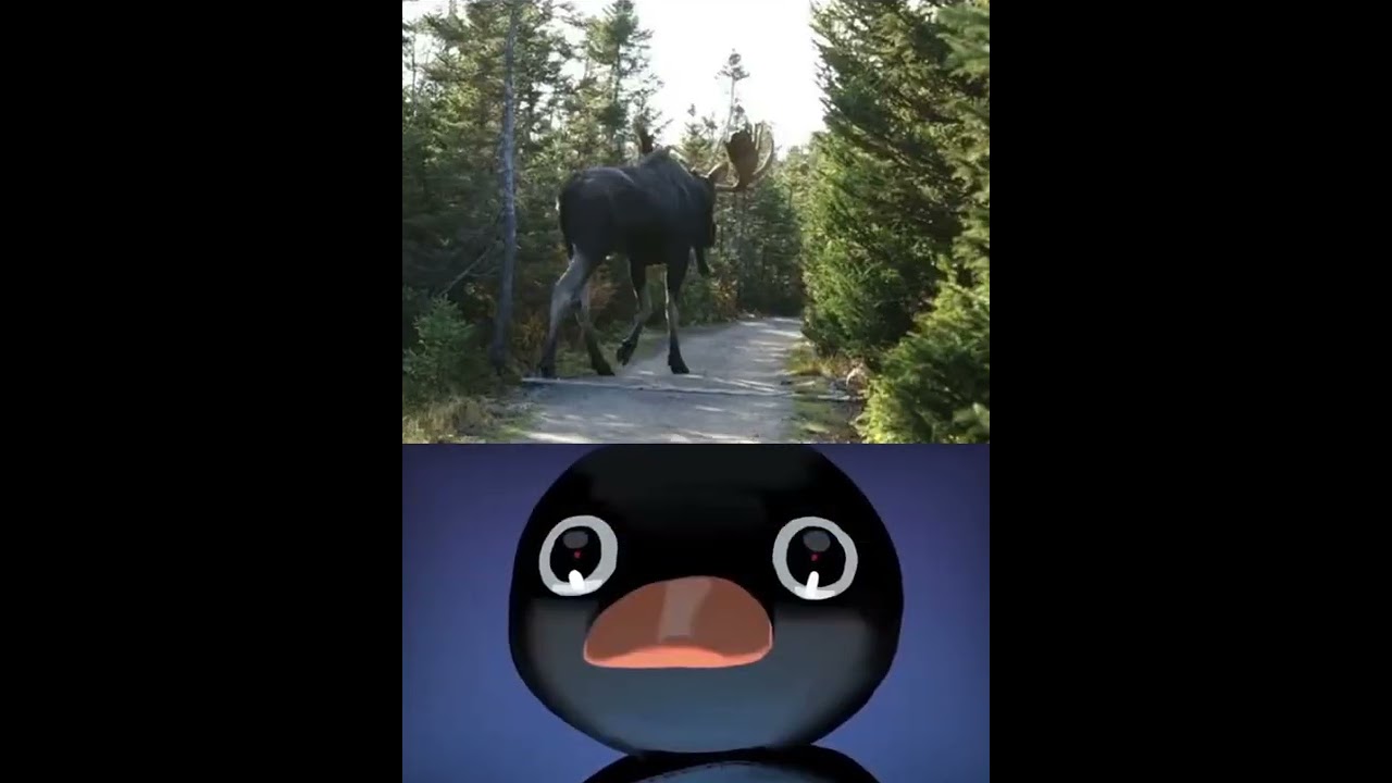 "MOOSE" size😨really?? 