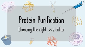 Protein Purification Lysis Buffer - How to choose the right one and what to consider