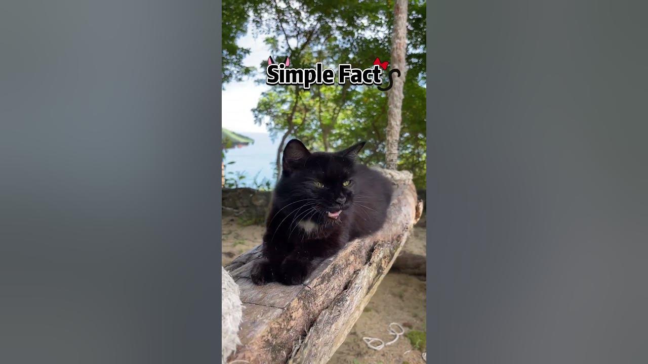 Black Cats Lucky Or Unlucky YouTube black-cats-lucky-or-unlucky-youtube