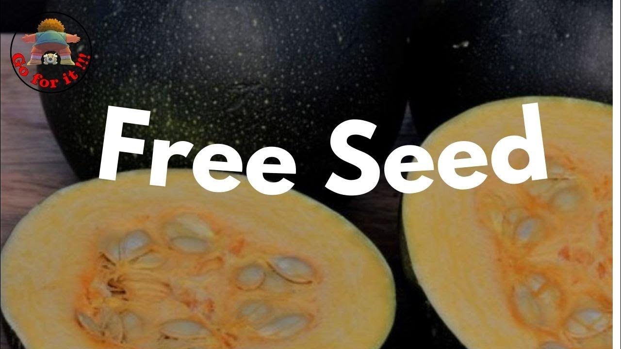 FREE SEEDS from my OWN GARDEN The BIG GEM SQUASH SEED HAUL / Cucurbita Pepo GOFORIT!!! YouTube