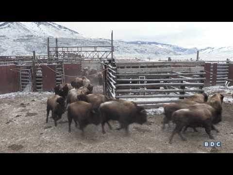 Bison processed before slaughter in Yellowstone