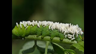 A Captured Adult Female Mantis Religiosa Insecta Mantodea Laid Four Oothecas Under Laboratory....