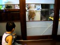 20080624_堯比打破玻璃.AVI