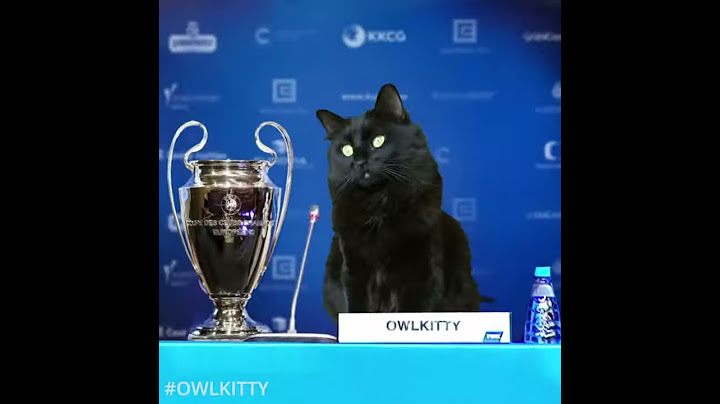 Black cat scores a goal and wins the uefa champions league!!