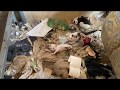 ゴミ屋敷多頭飼育崩壊①予想を遥かに越えた現場。