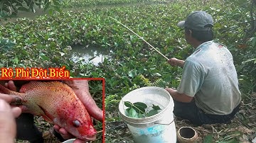 Anh Nông Dân Câu Cá Quá Hay , Câu Được Cá Rô Phi Màu Đỏ Kỳ Lạ