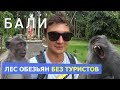 Нетуристический лес обезьян на Бали / Sangeh Monkey Forest