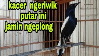 suara kacer dada hitam gacor ngerol | masteran kacer jawa timur