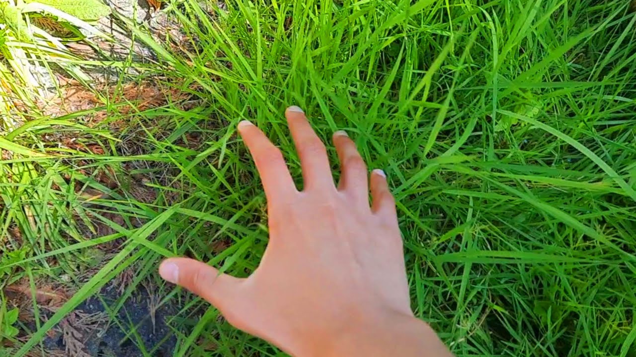 touching-grass-for-the-first-time-youtube