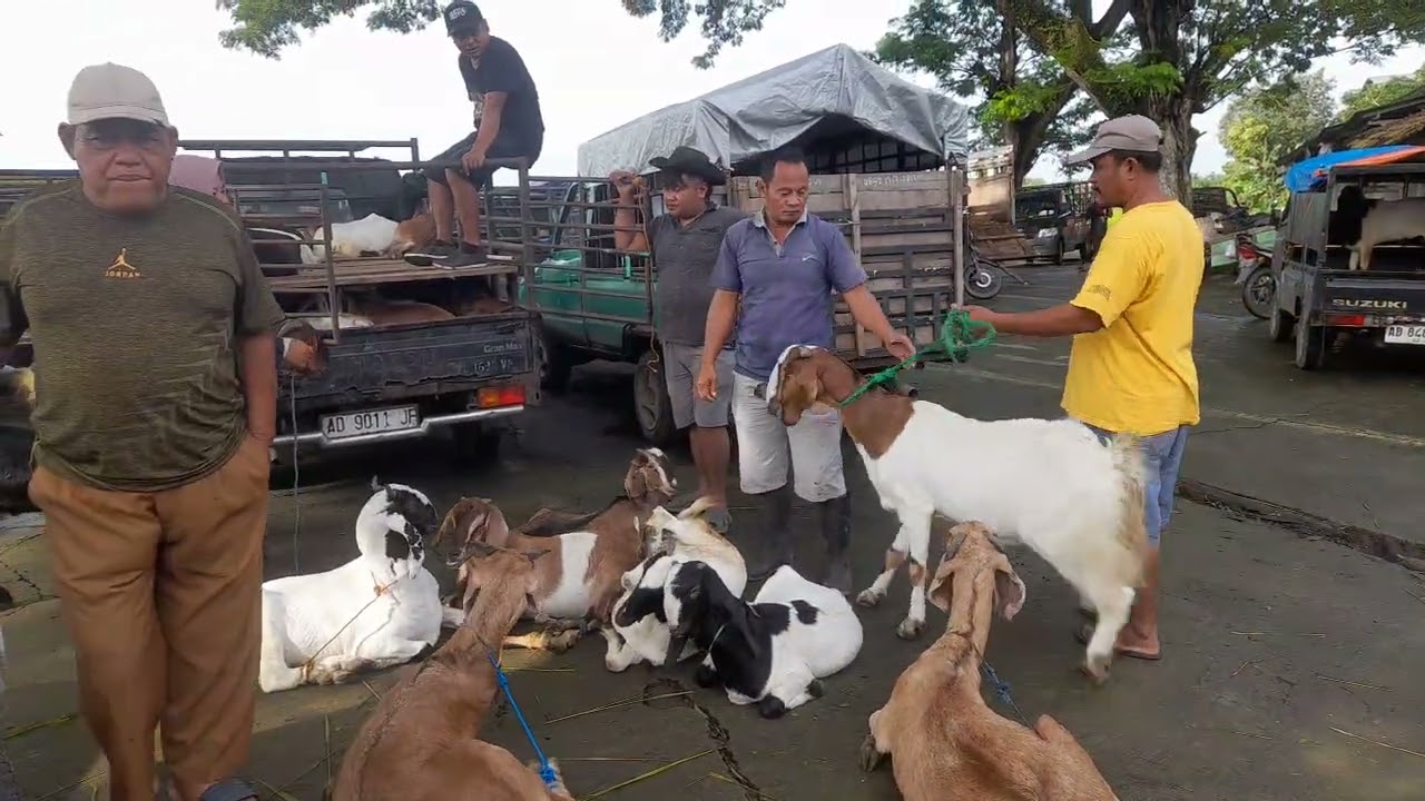 Harga kambing@kangssun