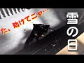 雪が降った日に凍えた黒猫がいたので家に入れてあげた…