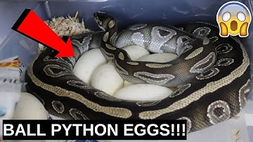 MY FIRST CLUTCH OF BALL PYTHON EGGS EVER!!! - Benjamin