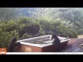 Don't mess with mama when she's taking a bath! Black bears in the tub.