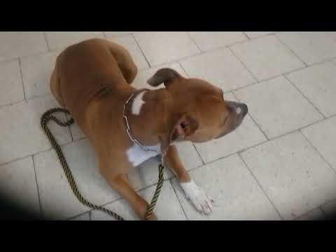 Video: Jak vycvičit štěně Pit Bull
