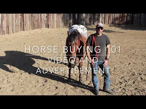 Horse Buying 101: Assessing Horse Ads & Videos | Make Informed Decisions | Lazy Oaks Ranch