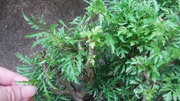 cây đinh lăng vị thuốc qúy  quanh ta hạ huyết áp  tuần hoàn máu não tuyệt vời