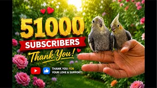 lovebirds cute video