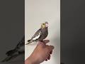 Cockatiel #cockatiel #falk
