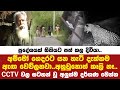 ප්රදේශයක් බියට පත් කල දිවියා ගෙදරට එන හැටි CCTV වීඩියෝ