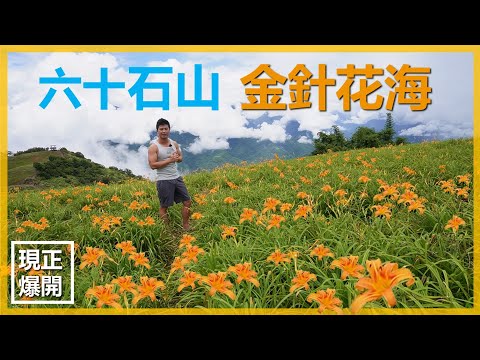 【金針花海】六十石山，台灣三大金針花聖地，我到的時候還沒盛開，但還是好美，遠眺中央山脈和花東縱谷，真是開心。＃六十石山＃金針花海＃伊恩愛種花