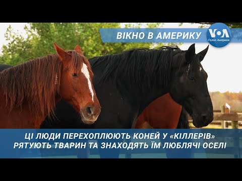 Приречених на смерть красенів рятують волонтери. Вікно в Америку