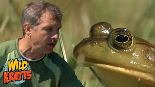 What if You Could Leap Like a Bullfrog?! | Wild Kratts 'Aquafrog'