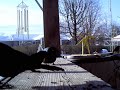 many blackbirds on deck rail