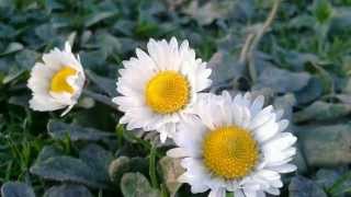 Timelapse - daisy
