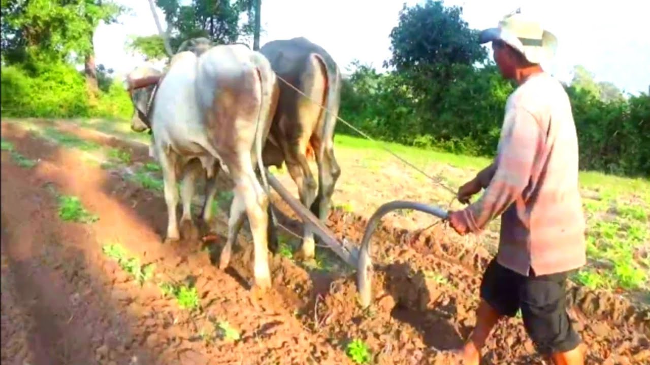 Strong Cambodia, Cow plowing potatoes Farmers harvest - YouTube
