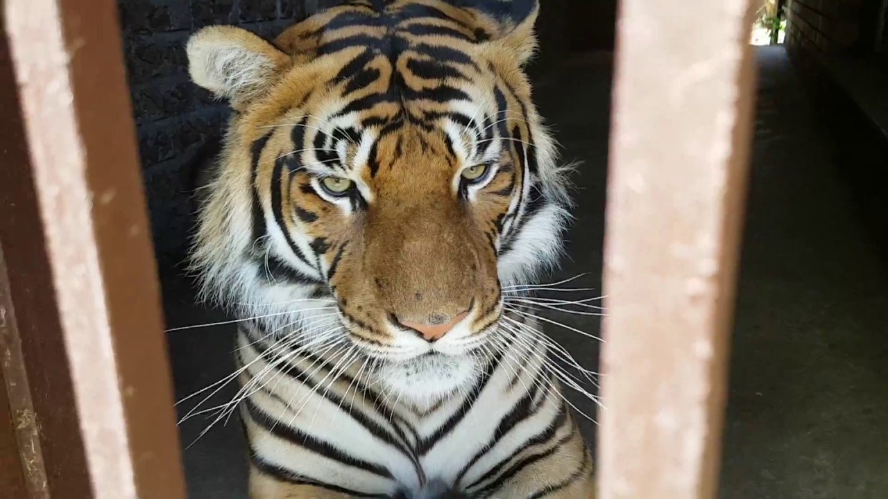 vlogs in spanish Why I don't feed the tigers Chicken legs !