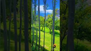 Beautiful ghizer valley 🖤