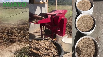 Home use Cow pea soybean sorghum threshing machine #shorts