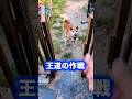 古から伝わる罠の技法❗️ #柴犬 #柴犬さん #柴犬レオ #柴犬大好き