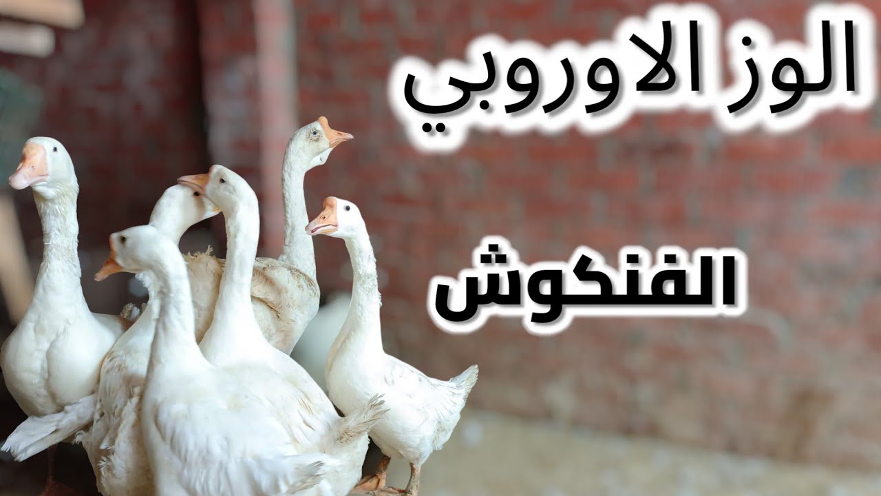 الوز الاوروبي في مصر