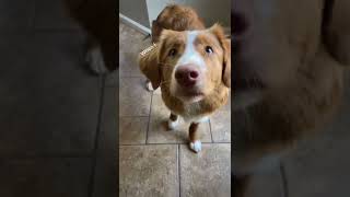 Whiskey’s theme song 🤪 song by @noodlethetoller on IG #dogvideos #cutedog #crazydog