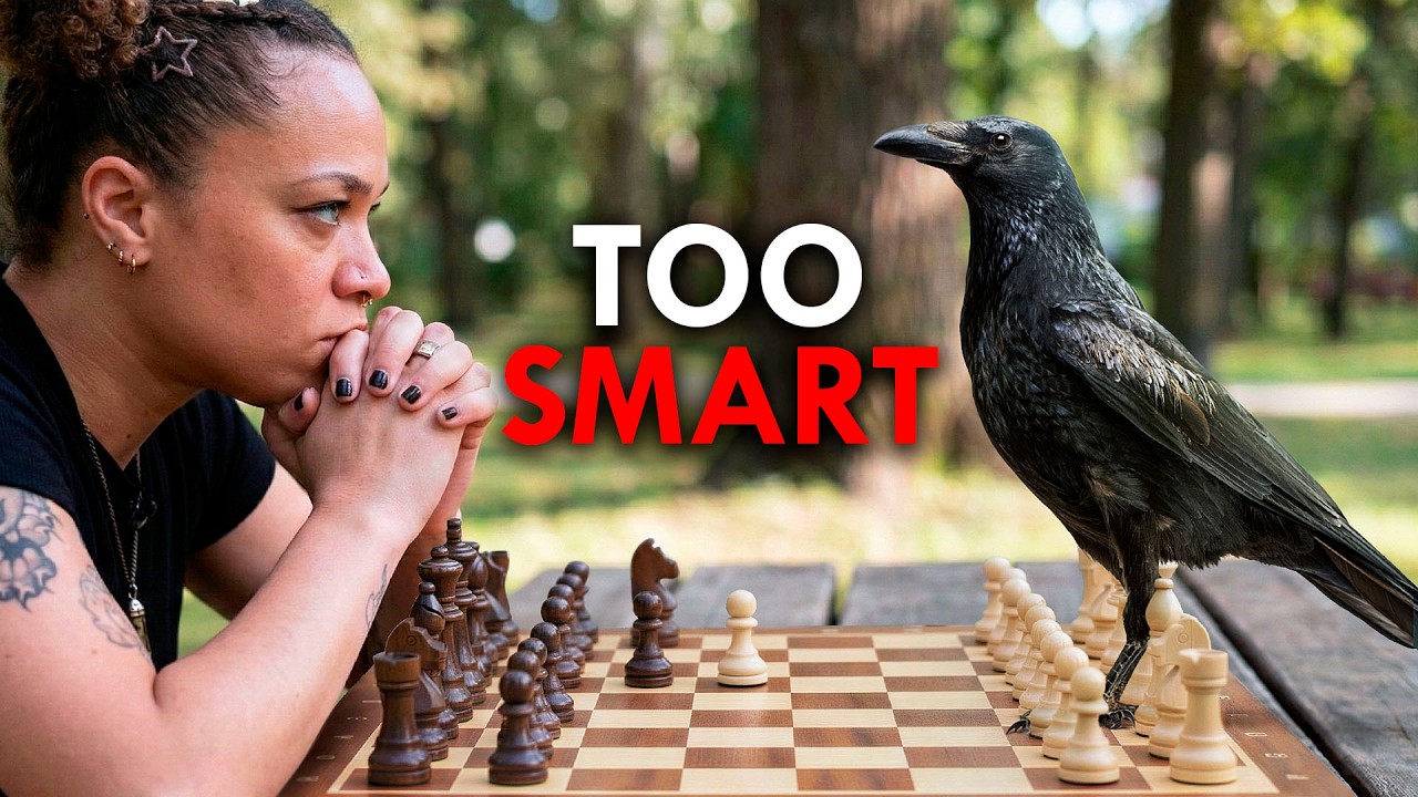 Why Crows Are Wickedly Smart