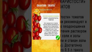 ПОЛЕЗНО ЗНАТЬ этот секрет сахарности томатов #shorts #советы  #рецепты