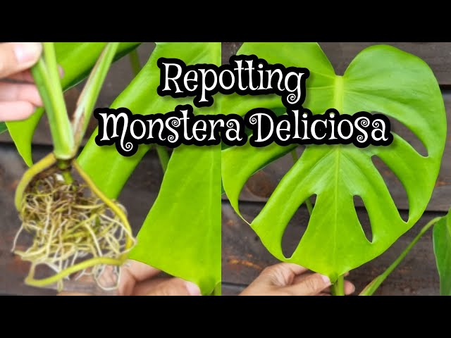 VIDEO. Jardinage : domptez votre Monstera !