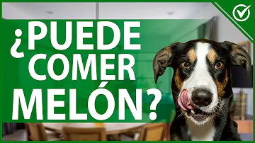 ¿Pueden comer melón los perros?