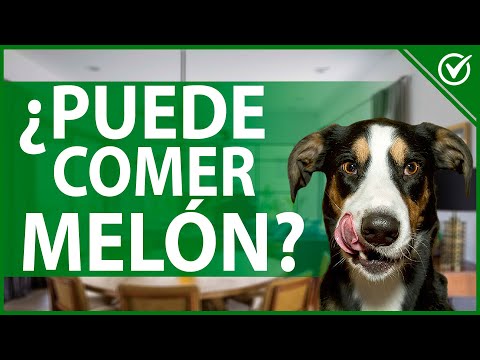🐶 ¿Los Perros Pueden Comer Melón? - Conoce Todos sus Beneficios para tu Perro 🐶🍉 hqdefault