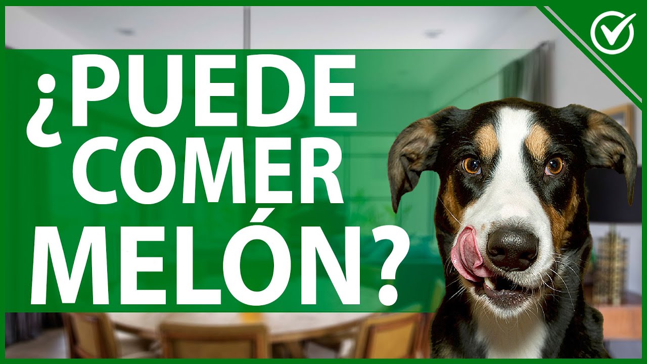 🐶 ¿Los Perros Pueden Comer Melón? Conoce Todos sus Beneficios para tu