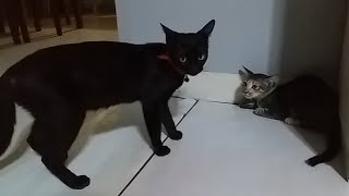 Tabby kitten gets bullied by black cat