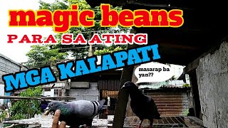 paano magpauwe ng mabilis MAGIC BEANS || sobrang epektibo tagala